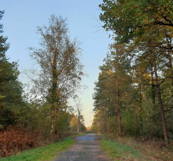 Beau circuit dans la forêt domaniale de Chinon - Saint-Benoît-la-Forêt - 1
