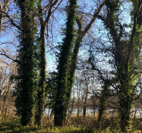 Balade au Lac de grande île à Châteauneuf du Rhône - Châteauneuf du Rhône - 1