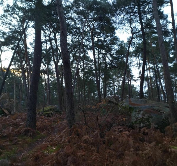 Découvrir les sentiers et chemins de la forêt de Fontainebleau - Fontainebleau - 1