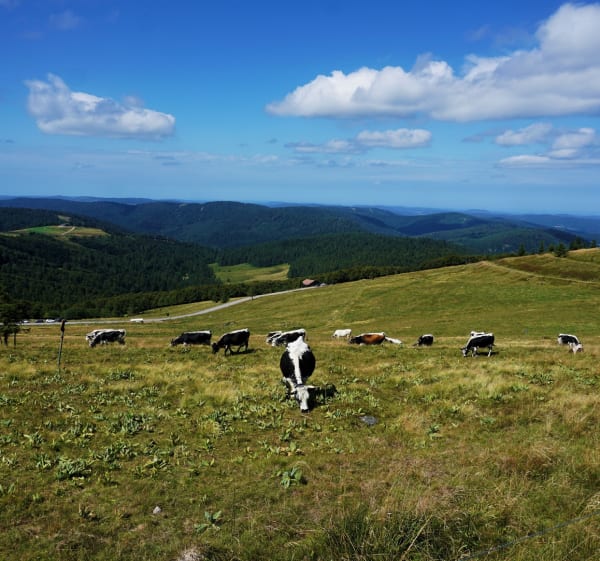 Belle montée à vélo au Hohneck - La Bresse - 1
