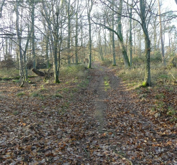 Le sommet du Hahnenberg hors des sentiers battus - Châtenois - 1
