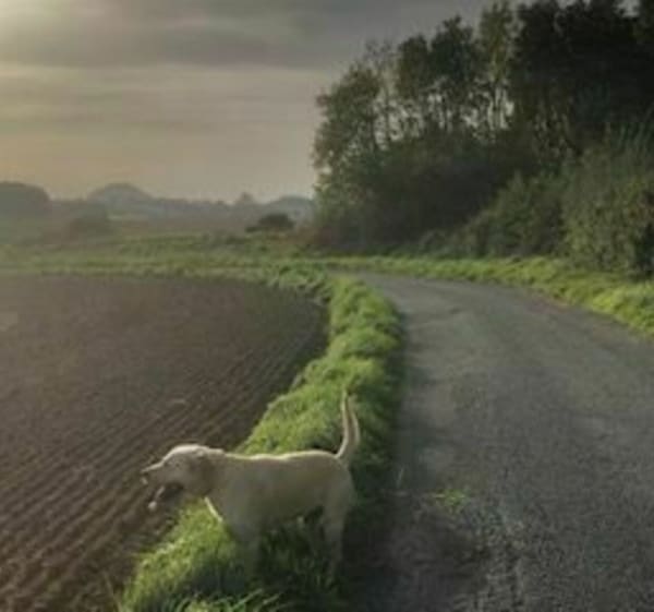 Variation sur les sentiers Punéens - Lapugnoy - 1