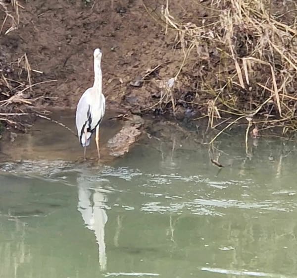 Ballade cent pour cent nature - Peltre - 1