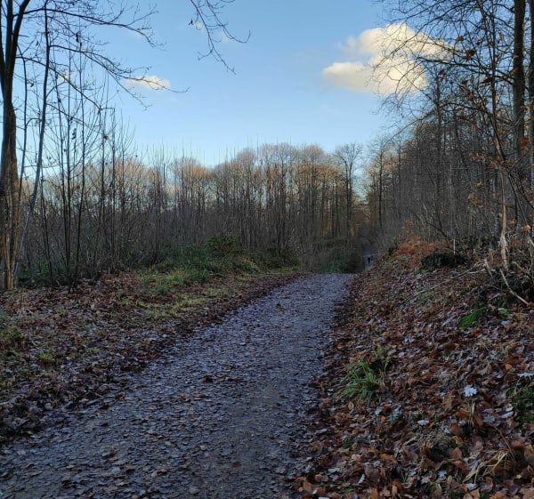 Boucle en Forêt de Montmorency - Saint-Leu-la-Forêt - 1