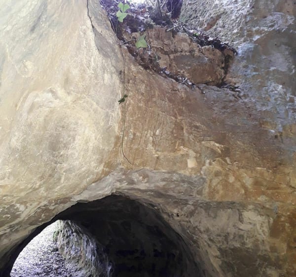 Balade dans les bois de Nouaillé Maupertuis - Nouaillé-Maupertuis - 1