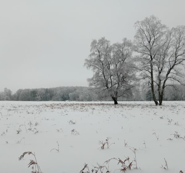 Wandel in de sneeuw aan de voet van de Puy de Dôme - Orcines - 1
