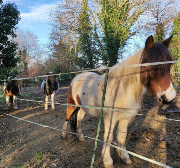 Ballade sur les collines de Rixheim - Rixheim - 1