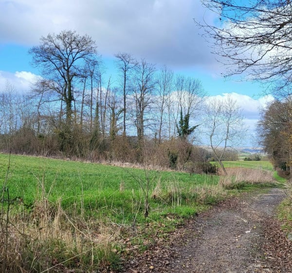 Se promener derrière Menucourt : bois et champs. - Menucourt - 1
