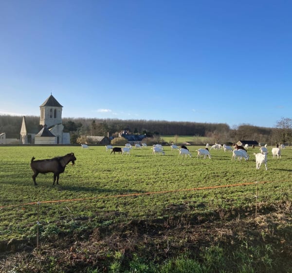 Autour de l’Abbaye d’Asnières - Cizay-la-Madeleine - 1