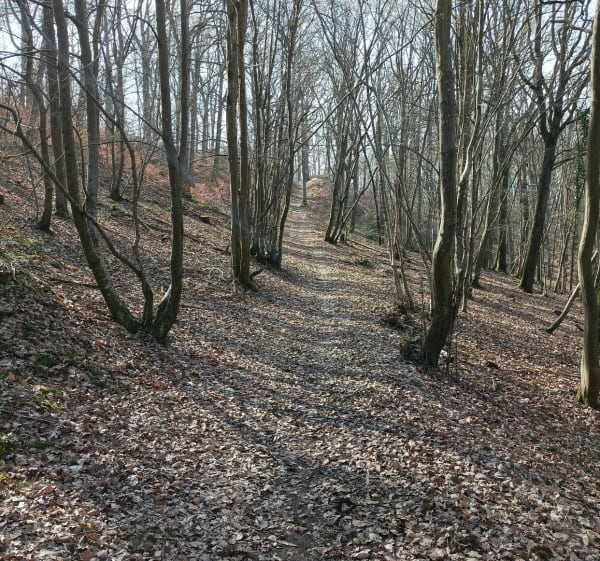 Balade des Vielles Ventes au bois de Baux - Sorel-Moussel - 1