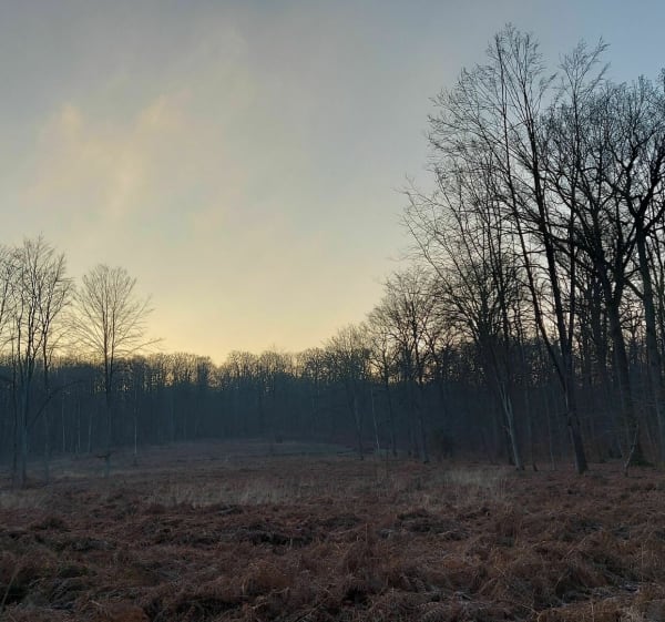Très belle sortie en forêt de Laigue - Anne - 1