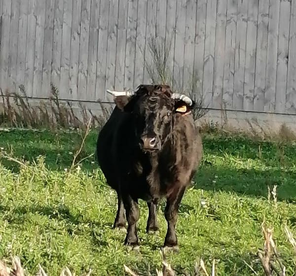 Petit tour à Aubigny - Aubigny - 1