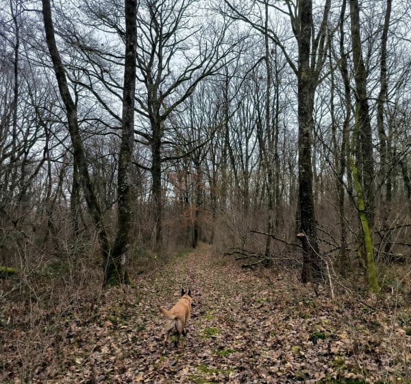 Wandeling in het Montmain-bos - Montmain - 1