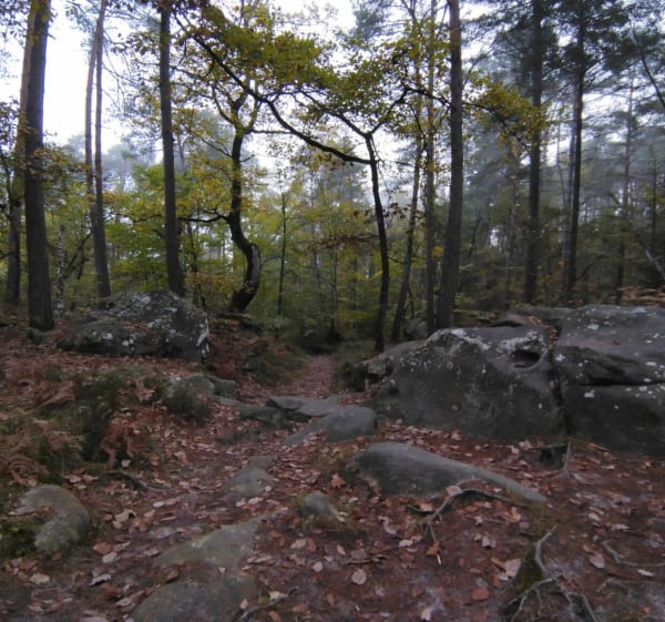 Rochers des Princes - Fontainebleau - 1