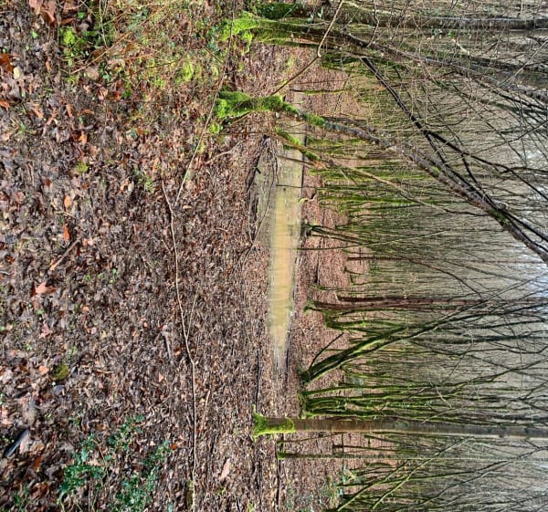Le rendez-vous des sangliers dans la Braconne-Bois Blanc - Mornac - 1