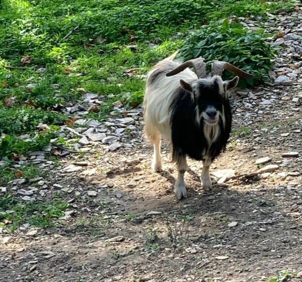 Balade des petites routes de la Moleye - Chasse-sur-Rhône - 1