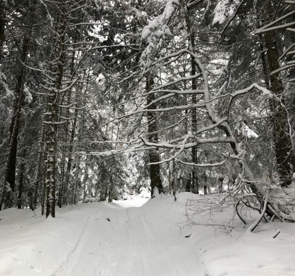 En forêt Grands Bois, au départ de Conol - Verrières-en-Forez - 1