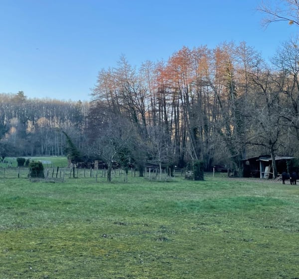 Magnifique balade dans les bois - Langeais - 1