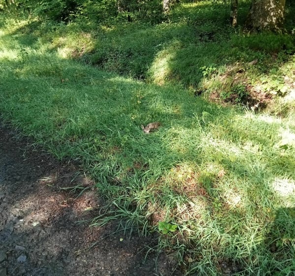 Petite balade en forêt de la Vacheresse - Voussac - 1
