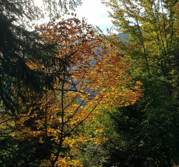 Ondergroei en panorama bij Sainte-Marie-du-Mont - Sainte-Marie-du-Mont - 1