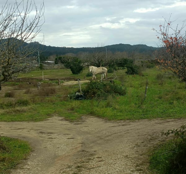 Entre Carmignan et Saint-Gervais - Bagnols-sur-Cèze - 1