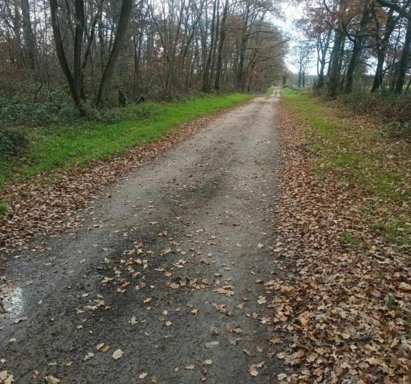 Belle balade au bord des étangs de Mont et du canal latéral - Beaulon - 1