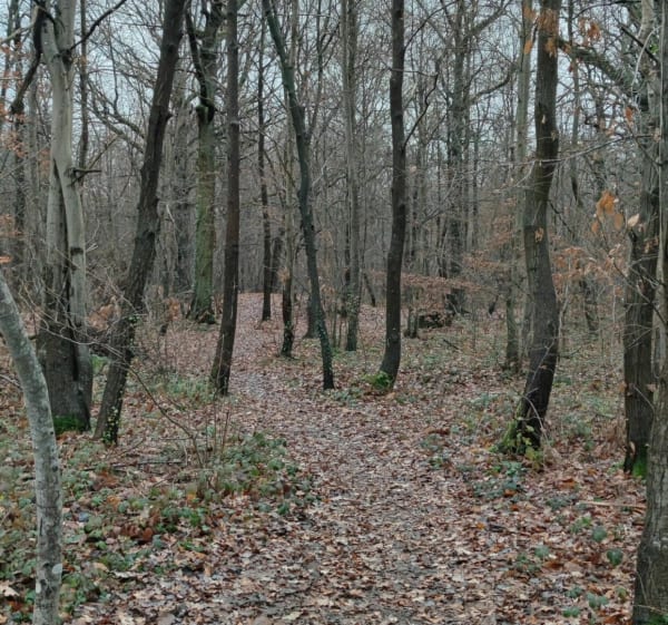 Balade en forêt notre dame en partant du poney club - Sucy-en-Brie - 1