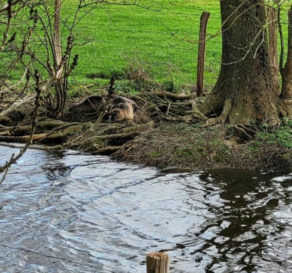 Petite promenade au marais de Lairoux - Lairoux - 1