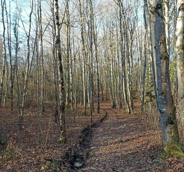 Mouche-toren en Puivert - Puivert - 1