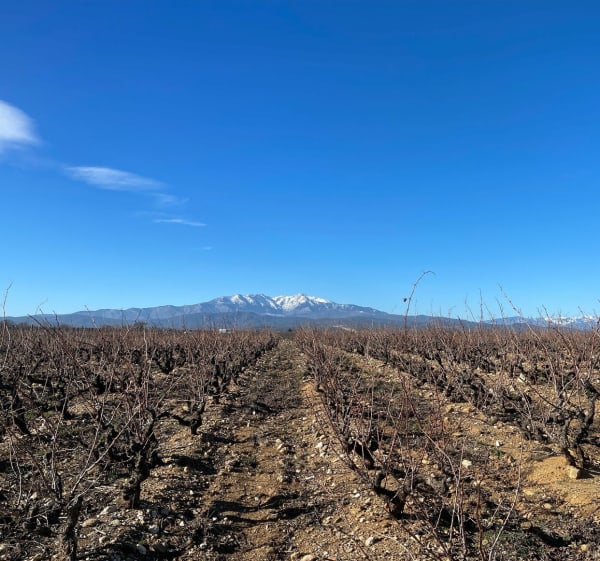 Les vignobles entre Pollestres-Canohès - Pollestres - 1