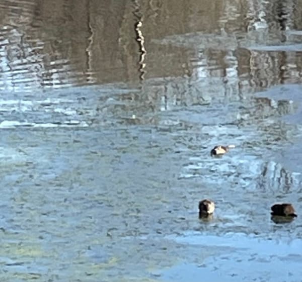 De vijvers van Bas en Basset en de oevers van de Loire - Bas-en-Basset - 1