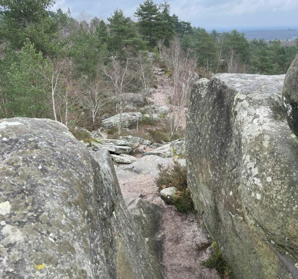 Forêt des Grands Avaux - Champcueil - 1