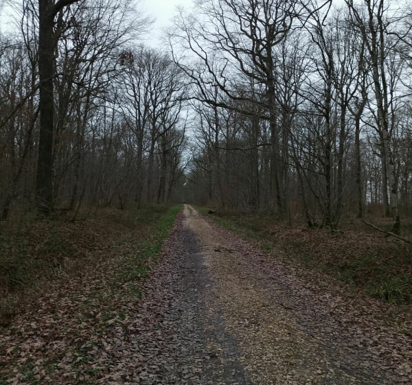 Balade hexagonale en forêt de Villefermoy - La Chapelle-Gauthier - 1