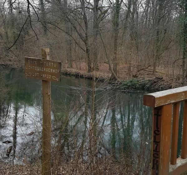 Wandeling in het Neuhofbos Krittermat botanische pad - Strasbourg - 1