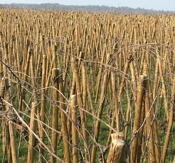 Randonnée au départ de Vosne-Romanée - Vosne-Romanée - 1