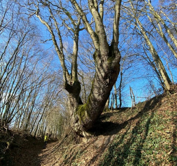 Les bouchures du Pays fort - Christian - 1
