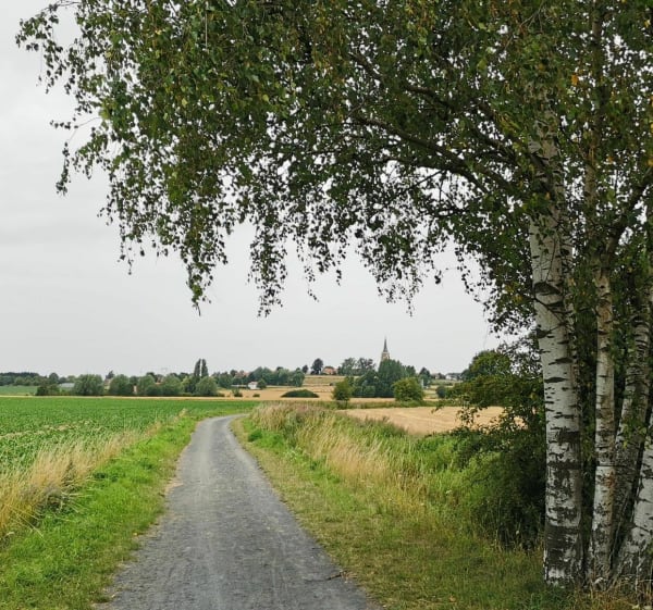 Les arbres de la Pévèle - Bersée - 1
