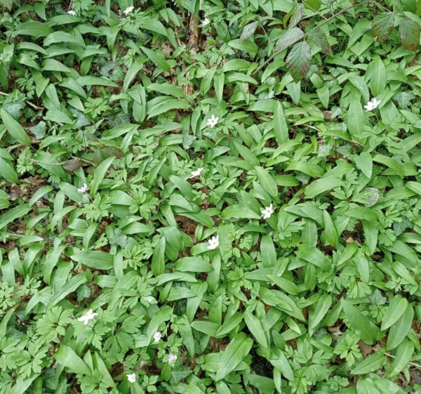 Forêt d'Epagne depuis Monteil - Sauviat-sur-Vige - 1