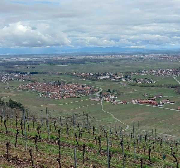 Sur les hauteurs de Kaysersberg - Kaysersberg - 1
