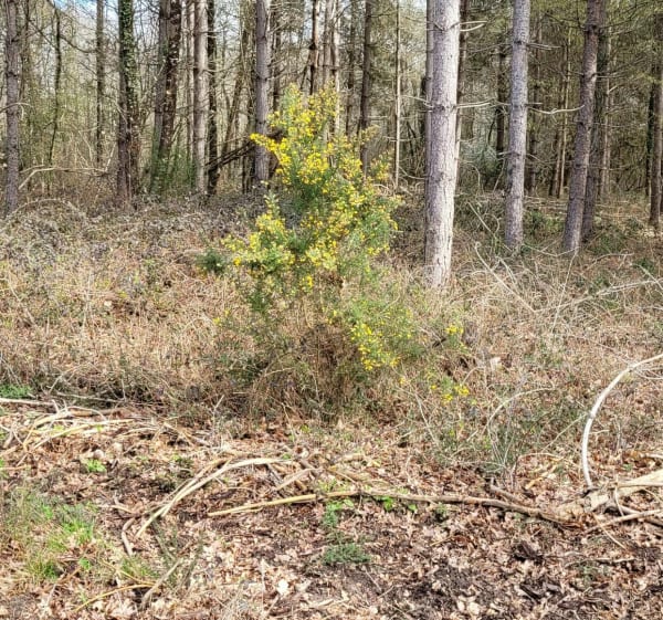 Randonnée sur jumelles par le Bois au Moine - Longué-Jumelles - 1