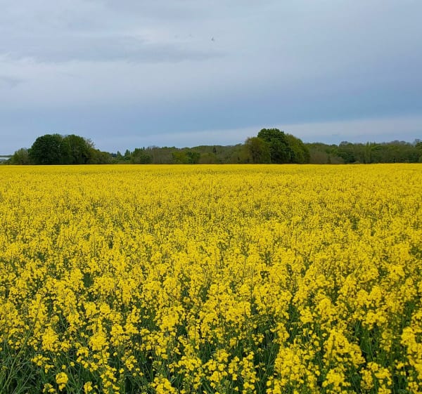 Randonnée à Pringy - Pringy - 1