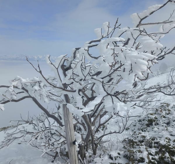 Le Baconnet en traversée depuis le col de l'Allimas - Gresse-en-Vercors - 1