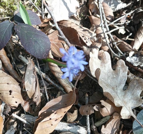 Belvédère et bois des Feuilles - Nans-Sous-Sainte-Anne - 1