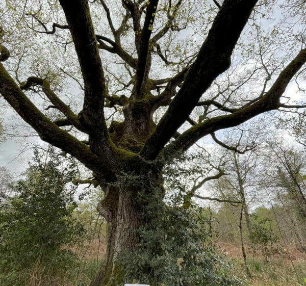 Les bois de Saint-Sauveur - Senillé-Saint-Sauveur - 1