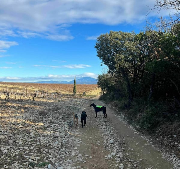 Balade entre vignes et bois à Lagarde-Paréol - Lagarde-Paréol - 1