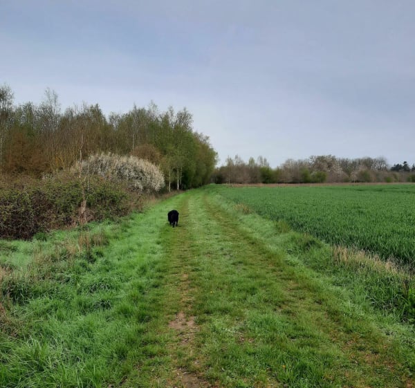 Le Sacq entre champs  et forêts - Mesnils-sur-Iton - 1