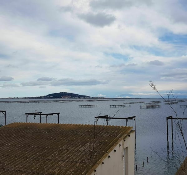 Langs de Thau-lagune, tussen Mèze, Marseillan en Pinet met de mountainbike - Mèze - 1