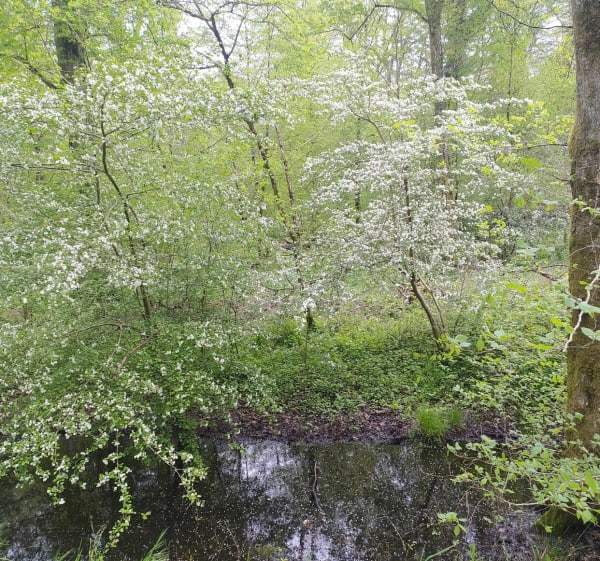 Balade en forêt au gros chêne - Haguenau - 1