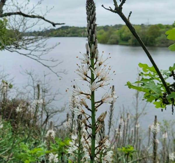 Jaunay Lake Loop - La Chapelle-Hermier - 1