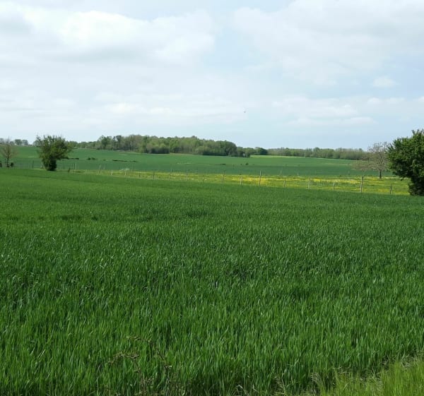 Nature ensoleillée en campagne de Sainte-Verge à Vélo - Sainte-Verge - 1